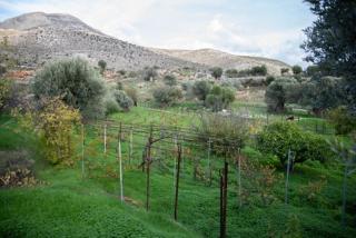 Vineyard Vathis - Kalymnos - 3