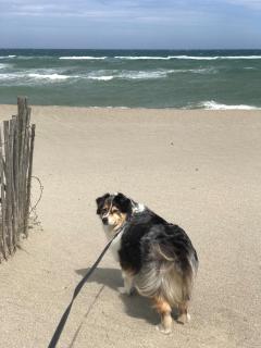 Villa front de mer, plage nature - 3