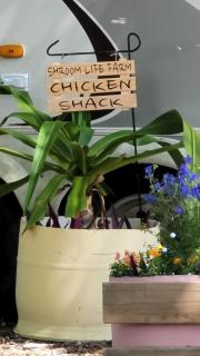 Shroom life farm Chicken shack - North Fort Myers - 2