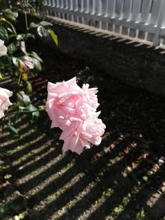 Appartement au calme RDC jardin - 4