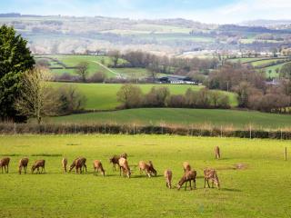 Deer View - Ottery St Mary - 6