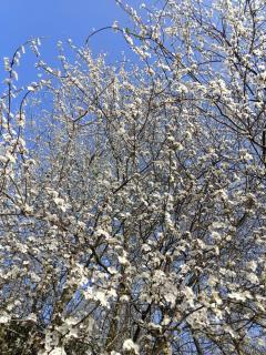 Kottage anania - Batumi - 4