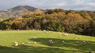 Maison typique Basque en pleine campagne - 8