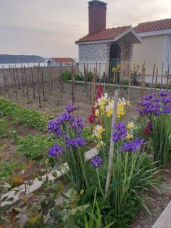 Apartments with parking space Rtina - Miocici, Zadar - 13072 - Ražanac - 3