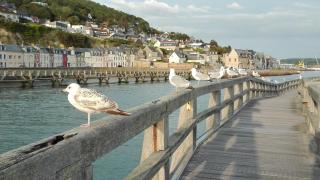 Le nid de goélands - Fécamp - 5