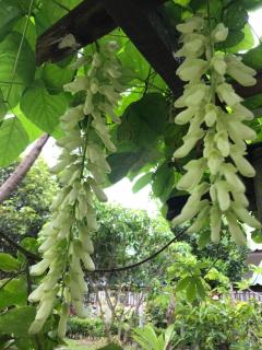 Meena Resort - Chanthaburi - 7