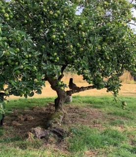 Stunning East Devon Cider Barn - Northleigh - 9