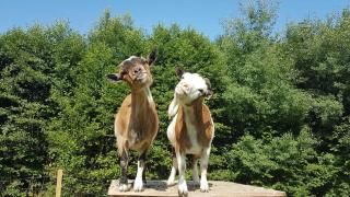 Ferienbauernhof Mehlbach - 5