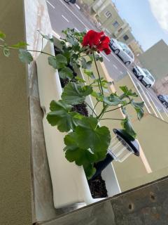 Casa Orquídea - 3