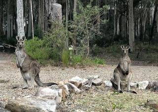 Carr Street Murramurang National Park - 2