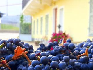 Ciabot delle Aie - Barolo - Barolo - 8