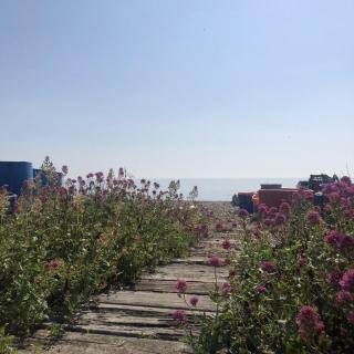 Heritage Cottage - Charming and stylish home with lovely garden - Walmer - 7