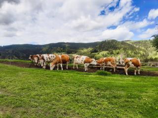 Farm Stay Gradišnik Peaceful Countryside with Homemade Breakfast - 8