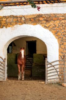 Son Mestres de Baix - 7
