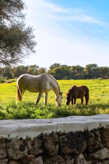 Son Mestres de Baix - 8