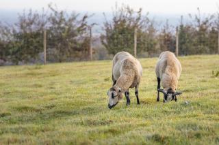 Nuit insolite à la campagne - Fiennes - 7