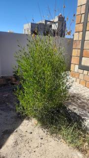 إستراحة المروج بالجبل الأخضر - Sayq - 6