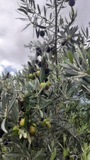 إستراحة المروج بالجبل الأخضر - 3