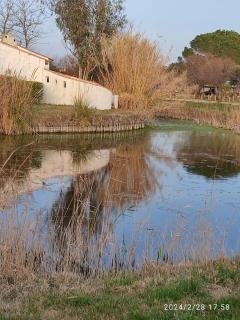 La sauvagine - Saintes-Maries-de-la-Mer - 4