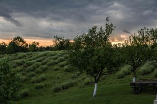 Lavanda farm apartmani - Rakovica - 9