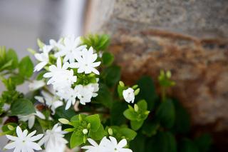 Negombo Green Palace - 6