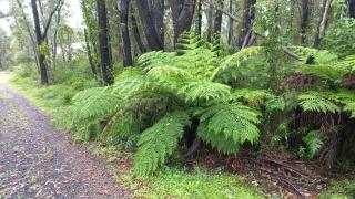 Mountain Tranquility - Mount Tomah - 7