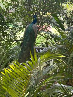 The Radha Ashok - Mathura - 7