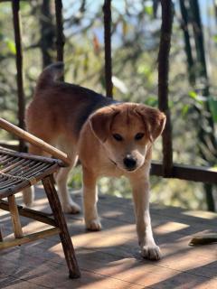 Sapa Jungle Homestay - Sa Pa - 2