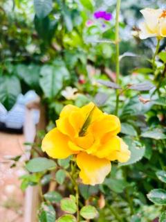 Cabana no Sítio Vô Toninho - 8