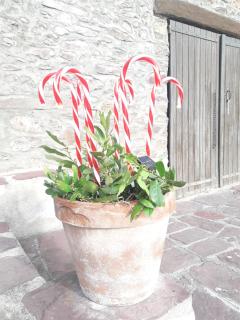 La petite châtaigne - Valdeblore - 9