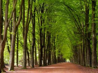 Spacious villa near IJsselmeer and forest - 2