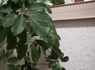 Apartman Olymp Osijek-garaža - Osijek - 6