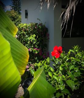 Sfeervolle studio in Encuentro Cabarete - Cabarete - 7