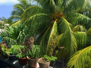 Casa Coloradita/Cozy colorful flat with Starlink - Isola Holbox - 3