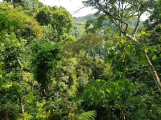 On The Rocks Bungalows, Restaurant and Jungle Trekking Tours - Bukit Lawang - 2