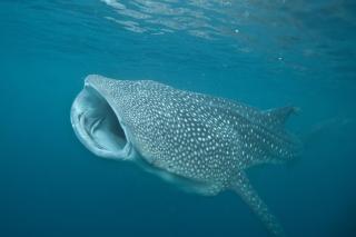 Pintuyan Dive Resort - 3