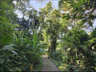 Casa Palmera Cocles, 300m to the beach - Puerto Viejo - 6