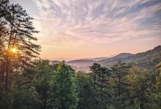 May The Forest Be With You - Sevierville - 9