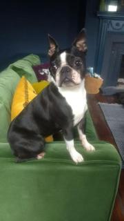 BOHOUSE Moody boho townhouse Macclesfield centre - 8