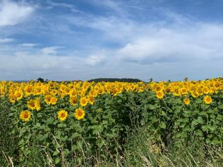 Maison Le Haut Fée - 7