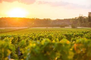 Le Caudalie au cœur des vignobles Pessac Léognan - Léognan - 2