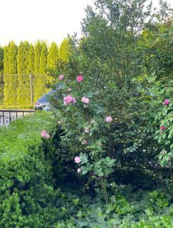 Apartament MARIA z ogródkiem i parkingiem - Śrem - 6