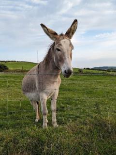 Molly's Cottage - Larne - 7