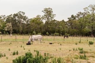 Odyssean Tiny House A by Tiny Away - Cessnock - 6