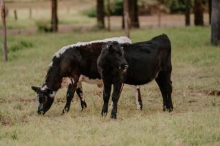 Willow Dale Farm by Tiny Away - Paterson - 3