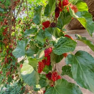 ต้นพร้าวรีสอร์ท Ton prao Resort - 8