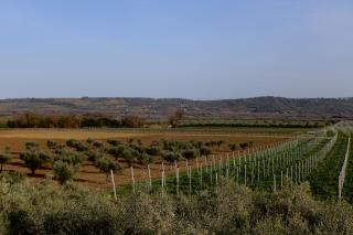 TENUTA FATTORE - Santa Maria Imbaro - 5