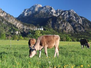 Gästehaus Köpf - Füssen - 5