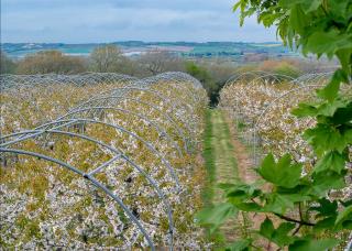 Cherry Lodge - Godshill - 5