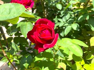 Acogedor duplex de 3 dormitorios - 7